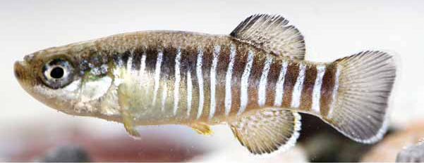 Pupfish Threatened fishes of the world Aphanius isfahanensis Hrbek Keivany