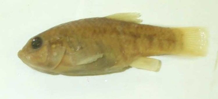Pupfish Cyprinodontidae Cyprinodon macularis