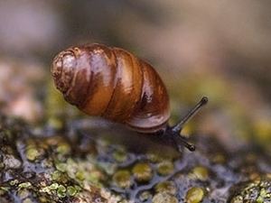Pupilla muscorum Terrestrial Snails and Slugs
