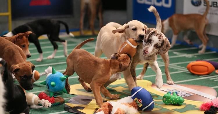 Puppy Bowl The Puppy Bowl America39s Other Cuter Super Bowl Rolling Stone