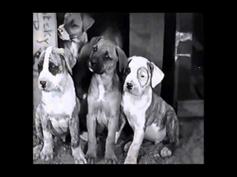Pups Is Pups The Little Rascals Pups Is Pups 1930 YouTube VideosUTube