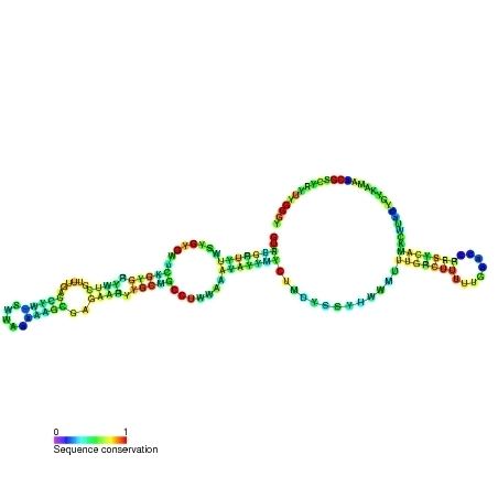 PurD RNA motif