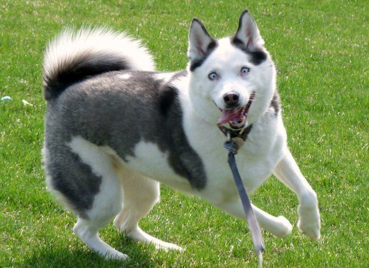 Purebred dog The 10 Most Expensive Purebred Dogs Ever Rovercom