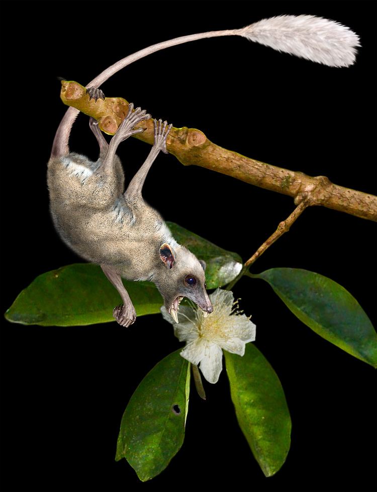Purgatorius World39s Oldest Primate Was a Rodentlike Climber