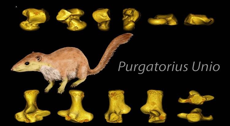 Purgatorius Know Your Fossil Primates Purgatorius Unio YouTube