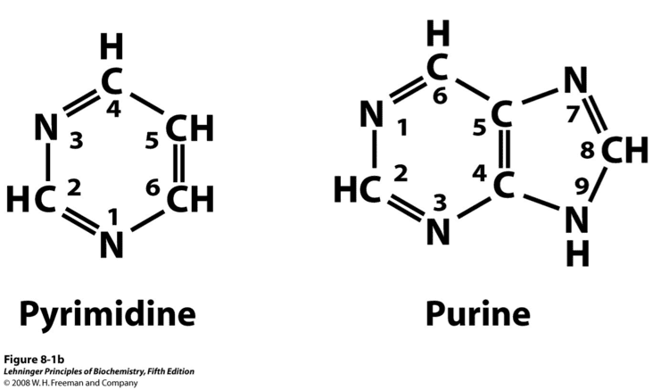 Purine 78 images about Purine and pyrimidine synthesis on Pinterest