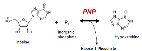 Purine nucleoside phosphorylase Human purine nucleoside phosphorylase enzyme active PNP enzyme