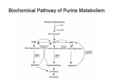 Purine nucleoside phosphorylase Purine Nucleoside Phosphorylase Deficiency Practice Essentials