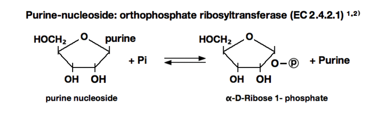 Purine nucleoside phosphorylase PURINENUCLEOSIDE PHOSPHORYLASE from Microorganism TOYOBO USA