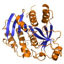 Purine nucleoside phosphorylase httpsuploadwikimediaorgwikipediacommonsthu