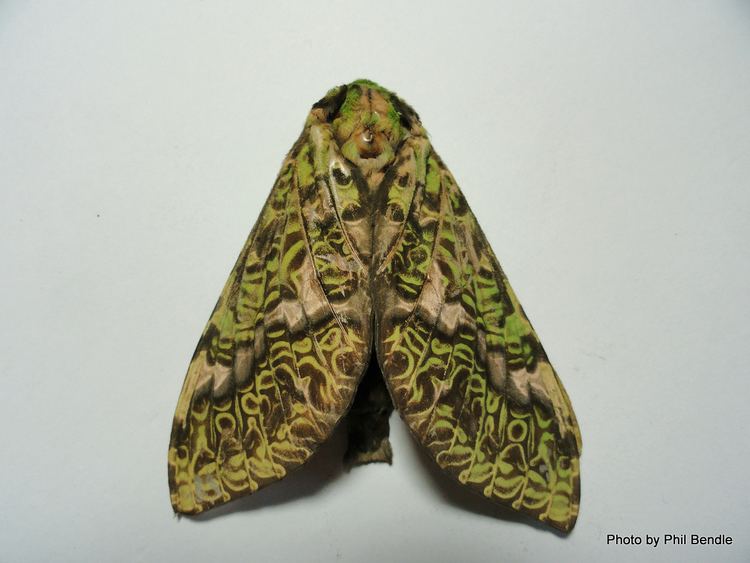 Puriri moth TERRAIN Taranaki Educational Resource Research Analysis
