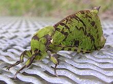 Puriri moth httpsuploadwikimediaorgwikipediacommonsthu