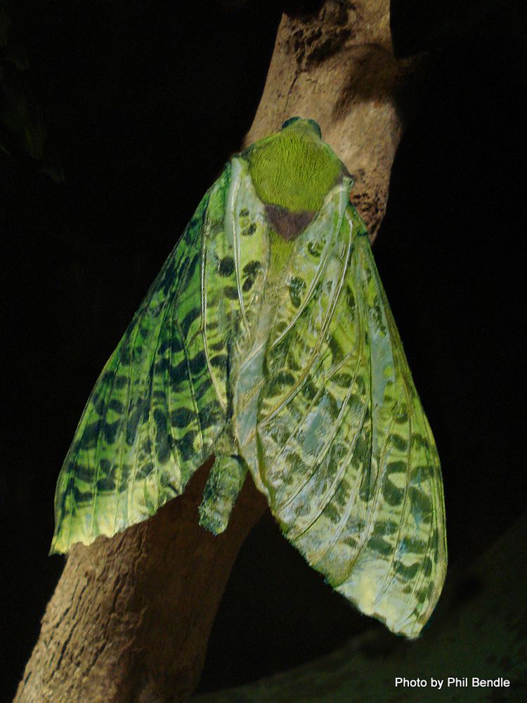 Puriri moth TERRAIN Taranaki Educational Resource Research Analysis