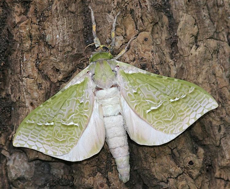 Puriri moth Factsheet Puriri moth Aenetus virescens