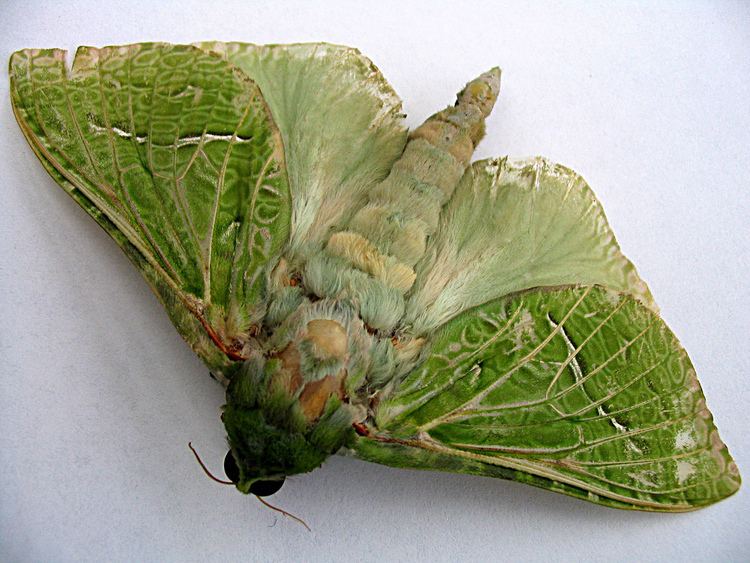 Puriri moth Puriri Moth Pepe Tuna Aenetus virescens Native NZ39s larg Flickr