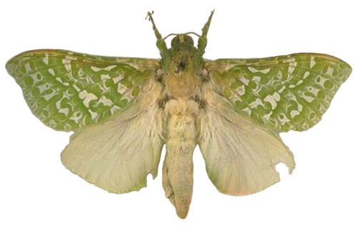 Puriri moth TerraNature Puriri moth