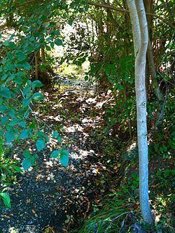 Purisima Creek (Santa Clara County) httpsuploadwikimediaorgwikipediacommonsthu