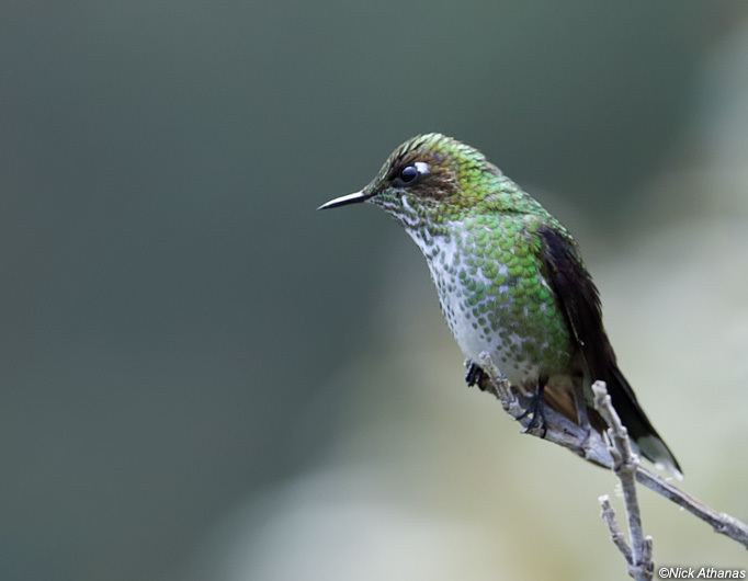 Purple-backed thornbill antpittacom Photo Gallery Hummingbirds III