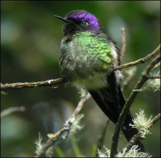 Purple-backed thornbill Purplebacked Thornbill BirdForum Opus