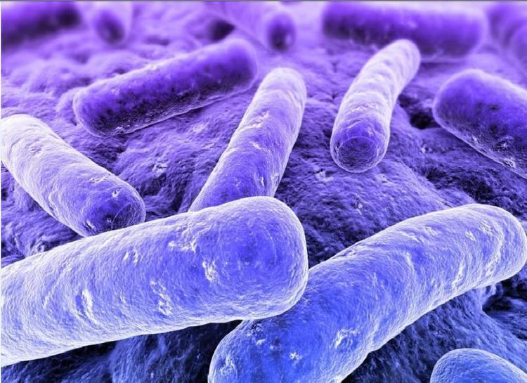 Purple bacteria httpsrocketdockcomimagesscreenshotsb2jpg