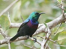 Purple-banded sunbird httpsuploadwikimediaorgwikipediacommonsthu