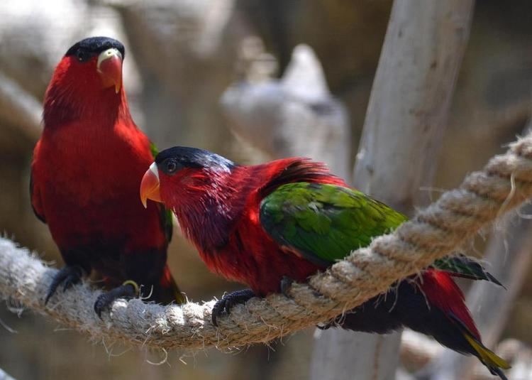 Purple-bellied lory Purplebellied Lory Lorius hypoinochrous videos photos and sound