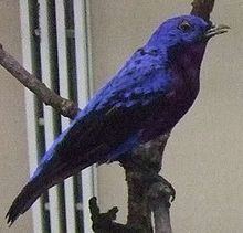 Purple-breasted cotinga httpsuploadwikimediaorgwikipediacommonsthu