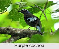 Purple cochoa Cochoa Indian Bird