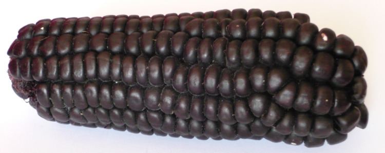 Purple corn