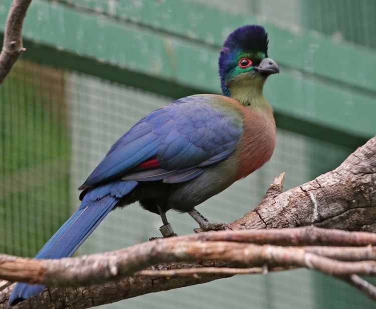 Purple-crested turaco Pictures and information on Purplecrested Turaco