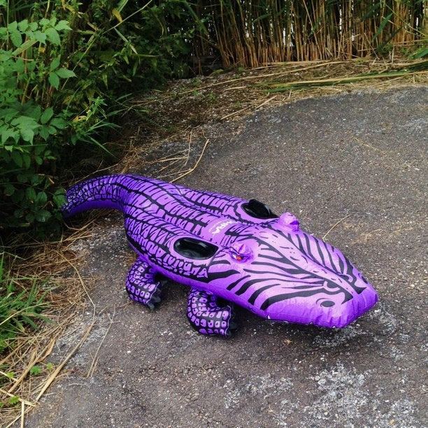 Purple crocodile