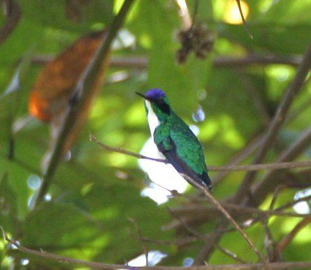Purple-crowned fairy Mangoverde World Bird Guide Photo Page Purplecrowned Fairy