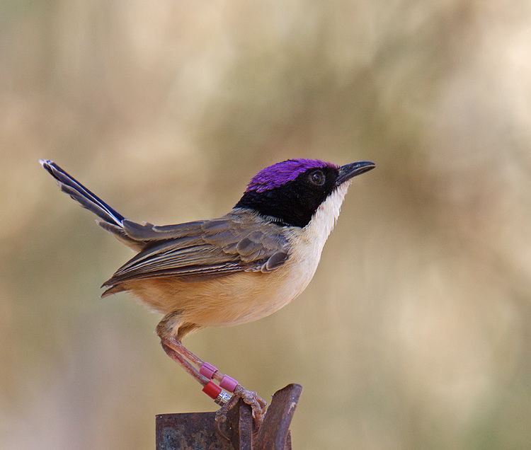 Purple-crowned fairywren crowned fairywren