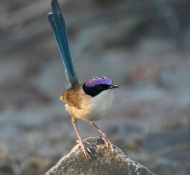 Purple-crowned fairywren Purplecrowned Fairywren Malurus coronatus Male Purplecrowned