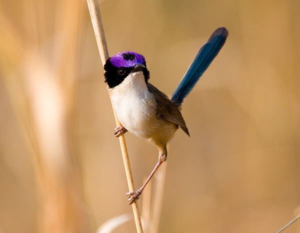 Purple-crowned fairywren Purplecrowned Fairywren eastern Birds in Danger