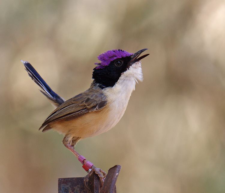 Purple-crowned fairywren Purplecrowned fairywren