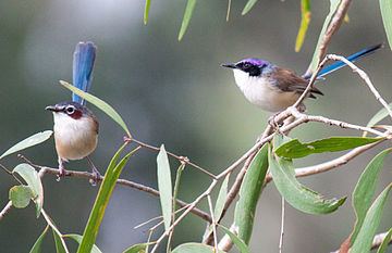 Purple-crowned fairywren Purplecrowned fairywren Wikipedia