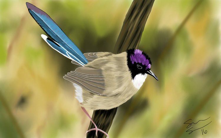 Purple-crowned fairywren Purple Crowned Fairy Wren by Seallyn on DeviantArt