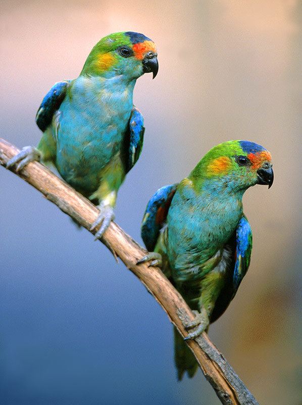 Purple-crowned lorikeet 78 Best images about Lorikeets on Pinterest Parrot bird Parrots