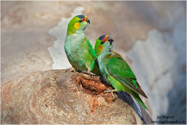 Purple-crowned lorikeet crowned Lorikeet