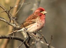 Purple finch Purple Finch Life History All About Birds Cornell Lab of Ornithology
