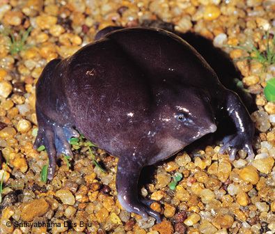 Purple frog EDGE Amphibian Species Information