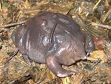 Purple frog httpsuploadwikimediaorgwikipediacommonsthu
