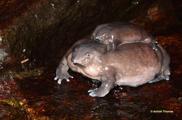 Purple frog Eaten to extinction India39s purple frog faces another threat