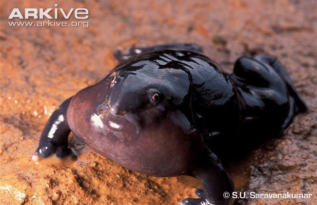Purple frog Purple frog videos photos and facts Nasikabatrachus sahyadrensis