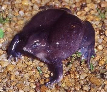Purple frog EDGE Amphibian Species Information