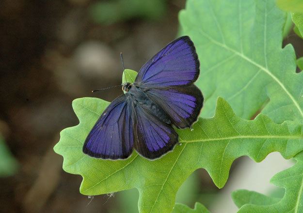 Purple hairstreak Butterfly Conservation Purple Hairstreak