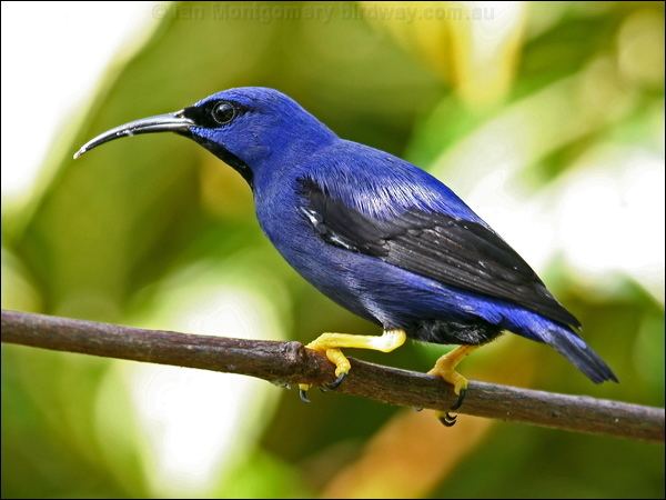 Purple honeycreeper Purple Honeycreeper photo image 1 of 5 by Ian Montgomery at birdway
