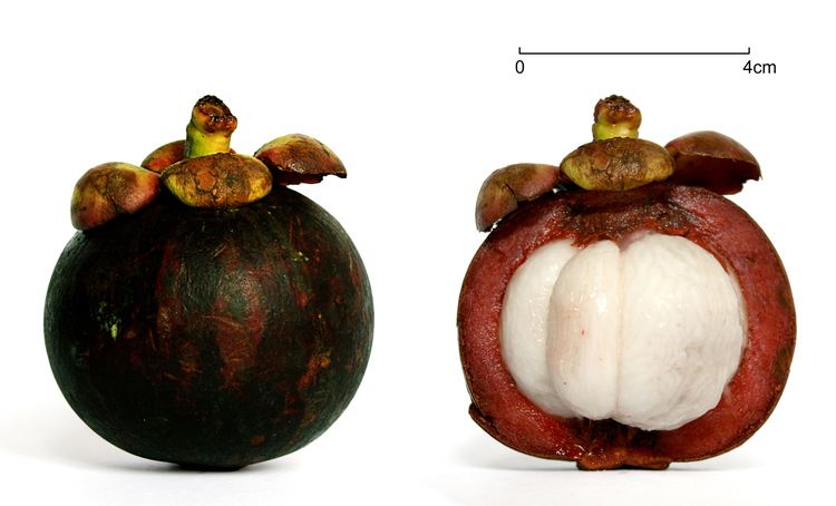 Purple mangosteen TalkPurple mangosteen Wikipedia