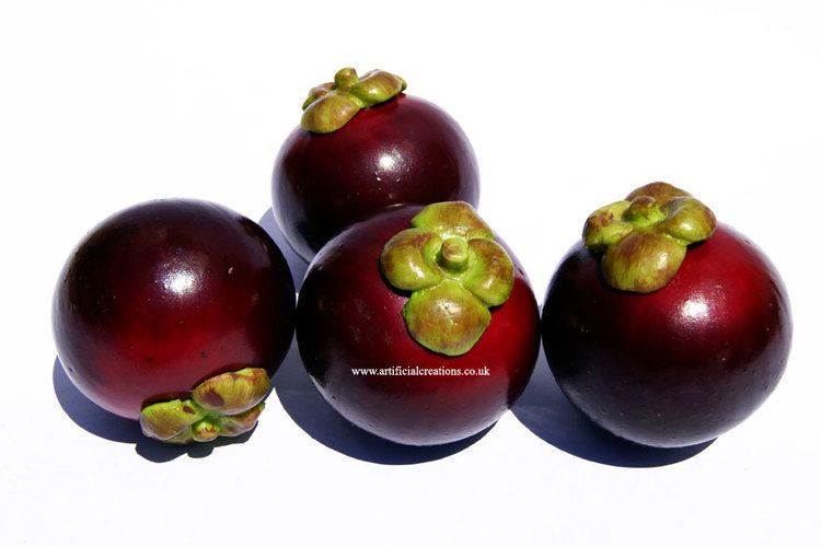 Purple mangosteen Purple Mangosteen